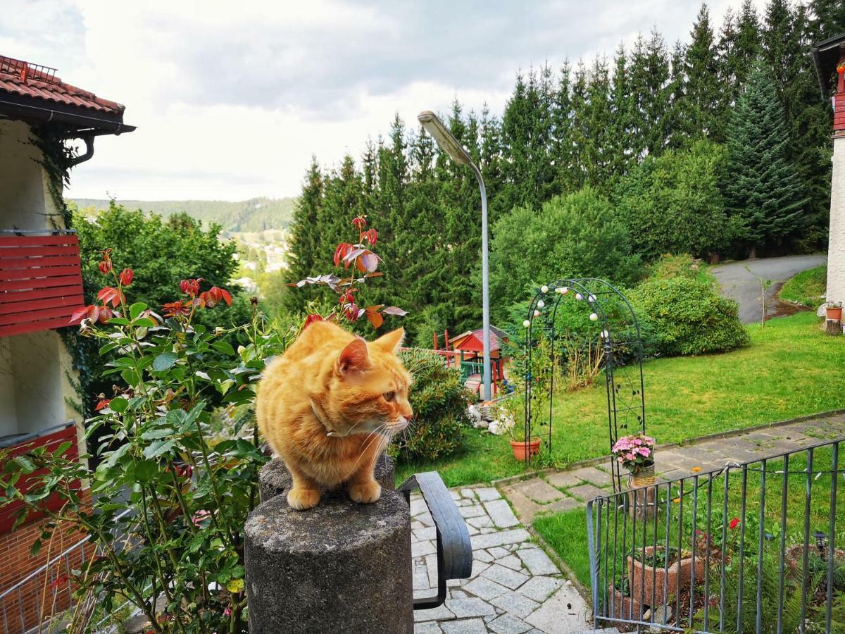 Hotel Pension Waldbaude Варменщайнах Екстериор снимка